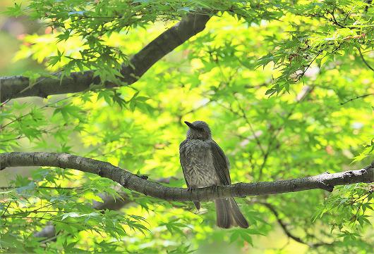 5月14日まで休館延長のお知らせ 　