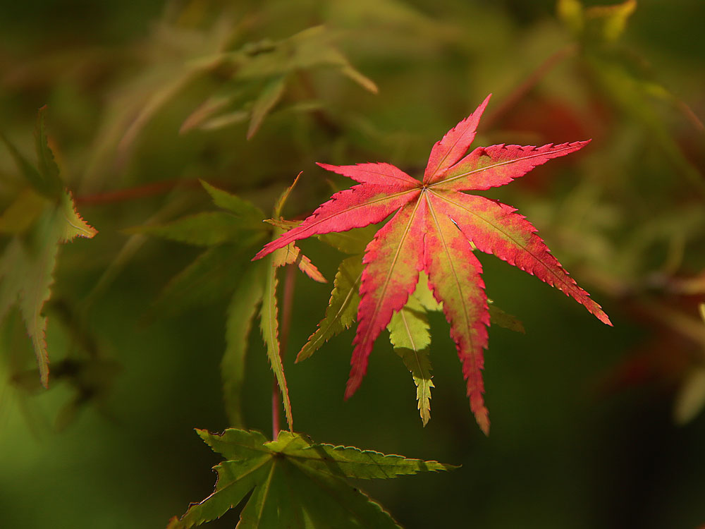 紅葉 イメージ