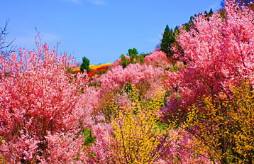 花見山公園