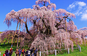 福島県 三春の滝桜